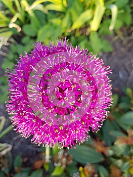 Purple flower in garden with blurry background