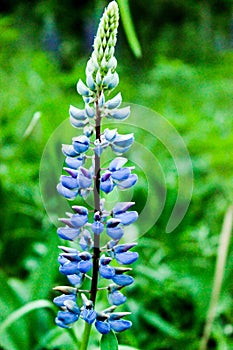 Purple flower, garden flower