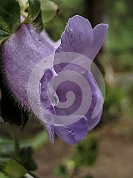 purple flower in the garden gloxinia pereni