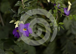 Purple flower in the garden with green background