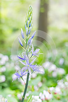 Purple flower in the garden at Harewood House, an 18th Century Treasure House photo