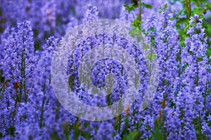 Purple flower garden in spring outside. Landscape of floral bluebell scilla siberica field bush blooming in nature
