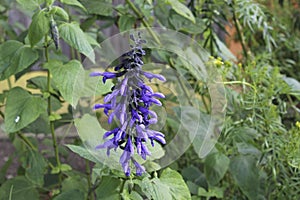 a purple flower in the garden at summer