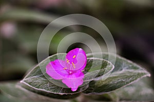 Purple flower in a garden a sunny day