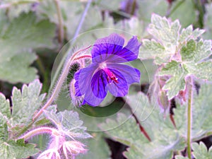 Purple flower of Geraniaceae close-up