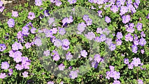 Purple flower Geranium Hybride (Rozanne)