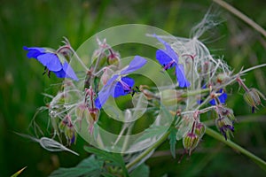 Purple flower of Geranium pratense