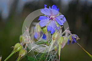 Purple flower of Geranium pratense