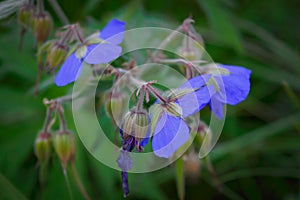 Purple flower of Geranium pratense