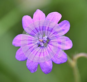 Purple flower of Geranium pyrenaicum plant.