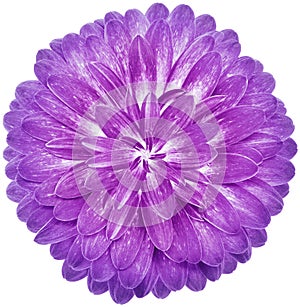 Purple  flower gerbera. Flower isolated on  white background.  No shadows with clipping path. Close-up.