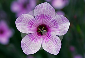 Purple flower of Giant herb-robert, or the Madeira cranesbill