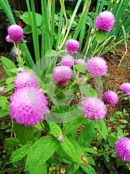 A Purple flower that gives good luck for people specialy for couples who have relationships ans also it  attracts money.