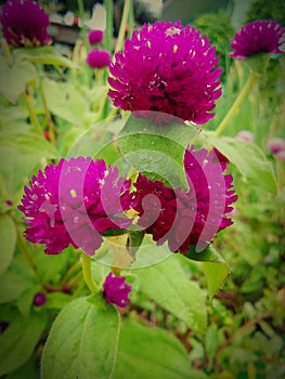 A Purple flower that gives good luck for people specialy for couples who have relationships ans also it  attracts money.