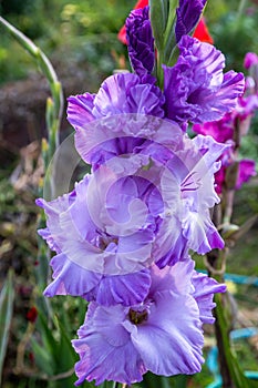 Purple flower Gladiolos close up in garden photo