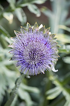 Purple flower of a globe artichoke plant in portrait orientation