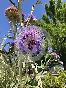 Purple flower of globe artichoke, urban garden, Portland, Oregon