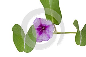 Purple flower of Goat’s foot creeper, Beach morning glory or Ipomoea pes-caprae is a Thai herb isolated on white background.