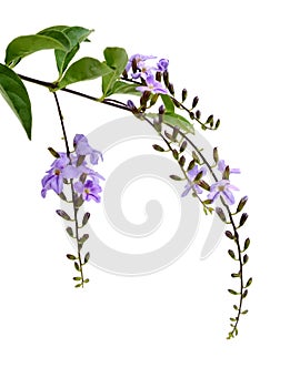 Purple flower, Golden Dewdrop, Pigeon Berry, Sky Flower Duranta erecta L..