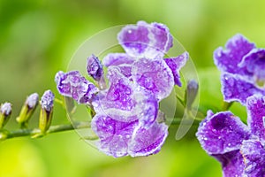 Purple flower, Golden Dewdrop, Pigeon Berry, Sky Flower (Duranta erecta L.)