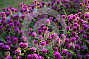 Purple flower Gomphrena globosa at the park with soft tungsten sun glares