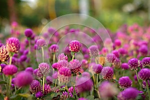 Purple flower Gomphrena globosa at the park with soft tungsten sun glares