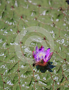 Purple Flower on a Gorgon Lily