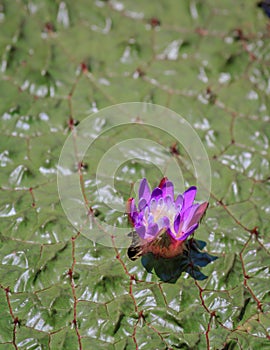 Purple Flower on a Gorgon Lily photo
