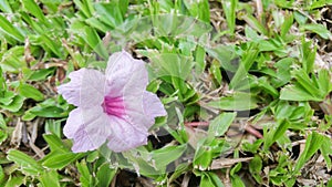 Purple flower on grass background