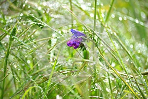 Purple flower in the grass and dew