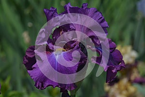Purple flower on a green background.
