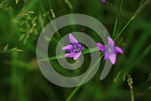 A purple flower with a green background