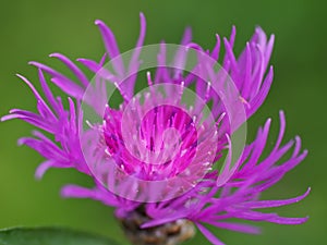 Purple flower on a green background. Natural meadow plants and flowers.