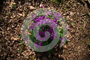 Purple flower with green and brown background