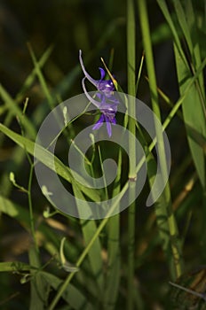 Purple flower in a green field