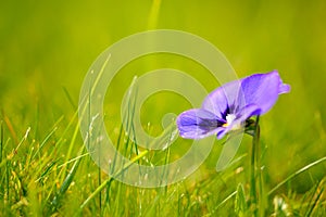 Purple flower in green grass