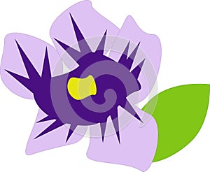 Purple Flower with Green Leaf - White Background