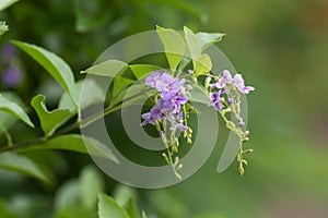 Purple flower on green leafs. This shot captured at King Rama 9th Pak in Bangkok Thailand.