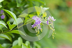 Purple flower on green leafs. This shot captured at King Rama 9th Pak in Bangkok Thailand.