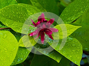 Purple flower among green leaves after rain