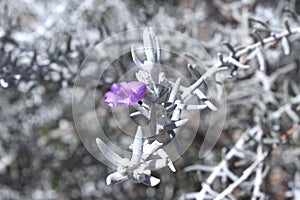 Purple flower with grey leaves