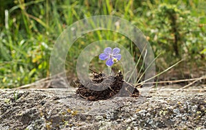 Purple flower from the ground