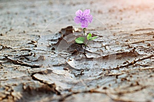 Purple flower growing on crack street, new life, hope concept