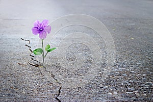 Purple flower growing on crack street, soft focus