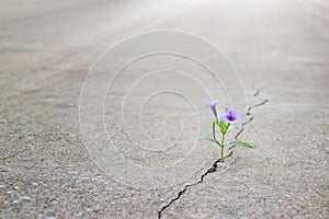 Purple flower growing on crack street, soft focus