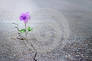 Purple flower growing on crack street, soft focus photo