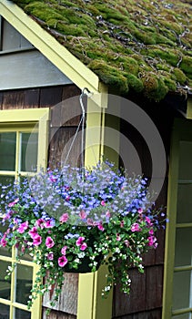 Purple flower hanging basket on Moss covered cabin