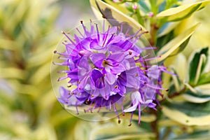 Purple flower of hebe variegate Waireka evergreen plant Shrubs