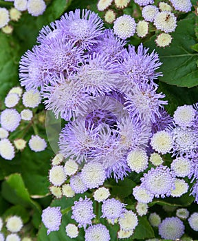 Purple flower/herb with leaves. garden, nature.