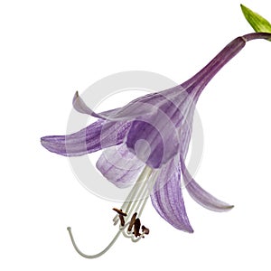 Purple flower of the hosta (funkia), isolated on white backgroun